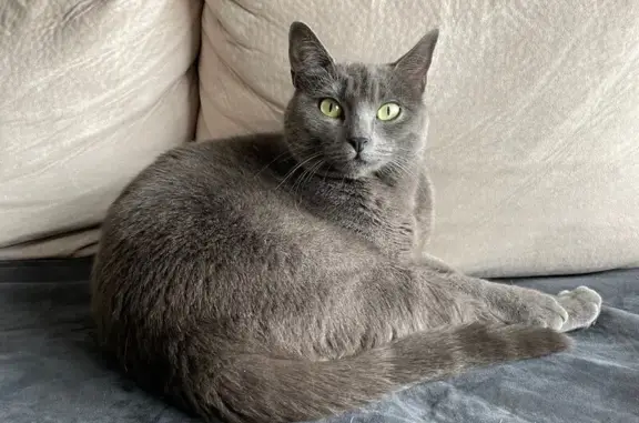 Chat perdu, Bouxwiller, photo: Chatte grise perdue à Bouxwiller