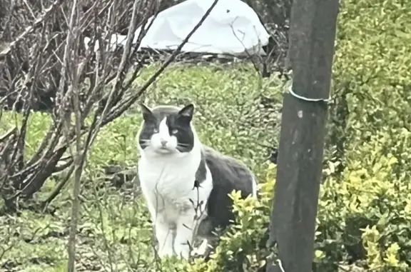 Chat gris-blanc perdu à Saulcy - photo