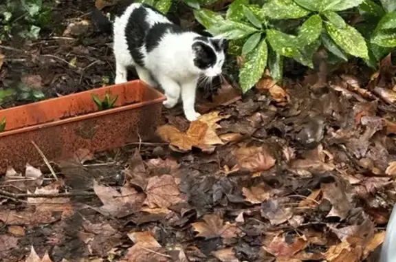Chat égaré à Villenave-d'Ornon - photo