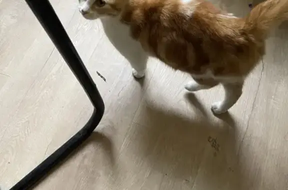 Chaton roux et blanc trouvé à Coutras - photo