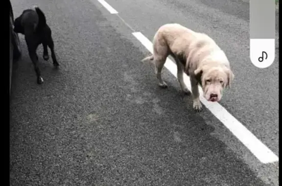 Chien perdu D9 à Hardoncelle - photo