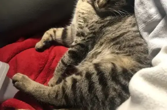 Chatte tigrée trouvée à Calvi - photo