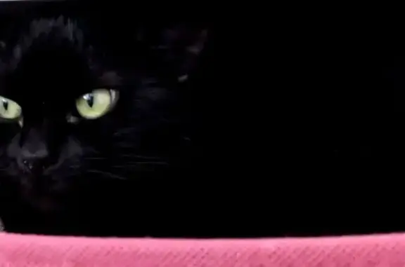 Animaux perdus Lattes, photo: Chat perdu à Lattes - Aidez-nous!