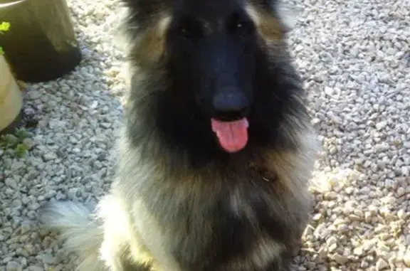 Chien perdu Landeleau, photo : Chien Tervuren perdu à Landeleau