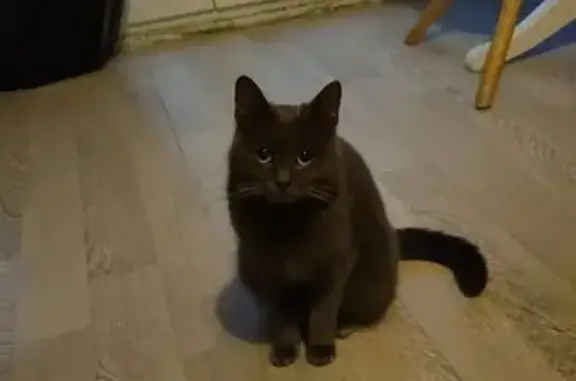 Chaton gris probable Chartreux trouvé - photo