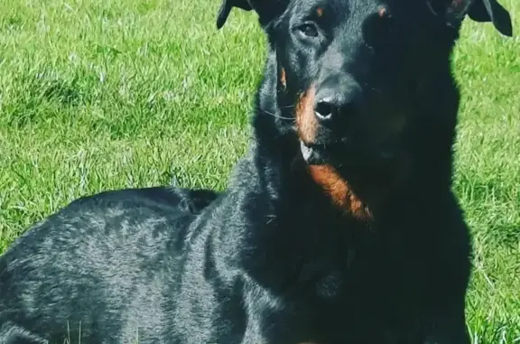 Animaux perdus Saint-Gelais, photo: Beauceronne perdue à Saint-Gelais
