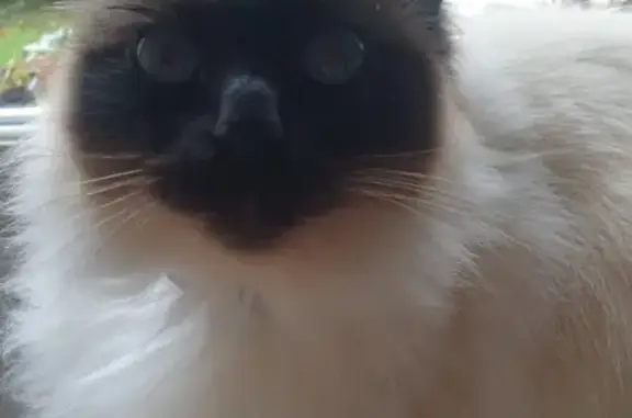 Chat perdu, , photo: Sissi, Chat Birman Perdu à Laval