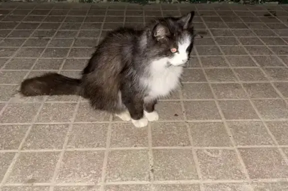 Chat maigre trouvé à Guimiliau - photo