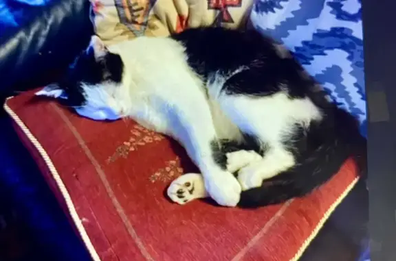 Chat perdu, Sarlat-la-Canéda, photo: Chat noir et blanc perdu à Sarlat