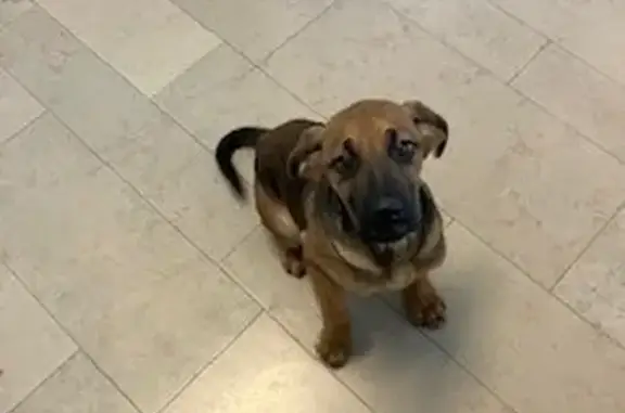Chiot croisé retrouvé affamé à Brécey - photo
