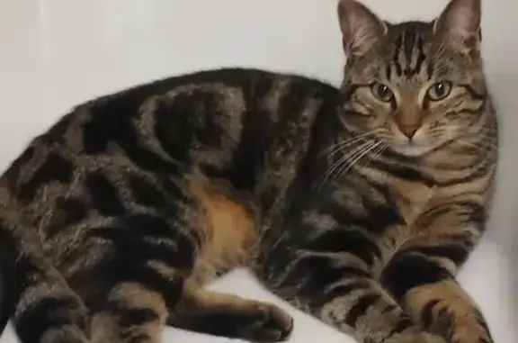 Chat perdu, Sainte-Marie-aux-Chênes, photo: Sony le chat perdu à Sainte-Marie