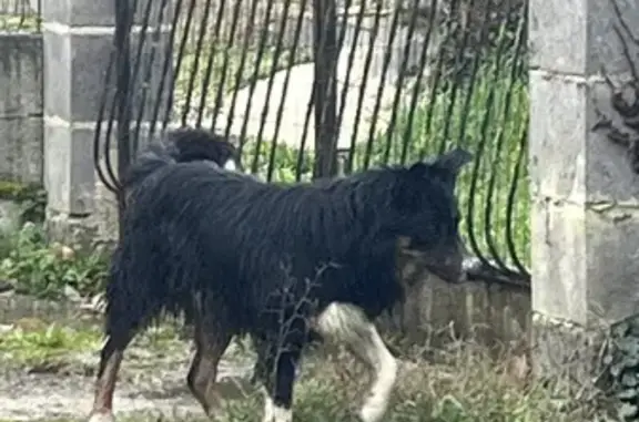 Border Collie perdu à Grezac - photo