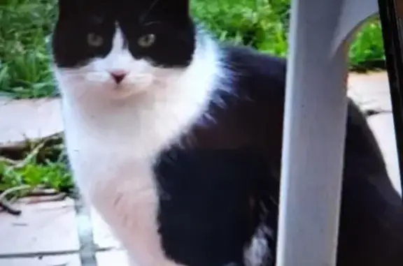 Animaux perdus Toulouse, photo: Minou perdu: Noir et blanc, peureux