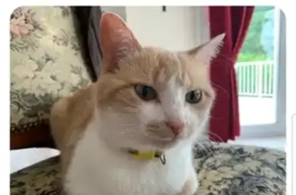 Animaux perdus , photo: Chat tigré roux perdu à Conliège