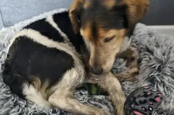 Chien trouvé Bordeaux, photo: Chien perdu à Bordeaux, cherche maître