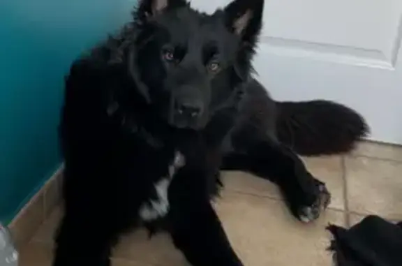 Chien perdu Le Thor, photo : Chien noir perdu, museau blessé