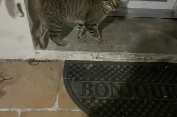 Animaux trouvés Bourg-lès-Valence, photo: Chat tigré perdu - Affectueux