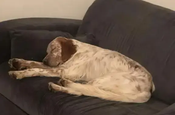 Chien perdu Riorges, photo : Chien Setter Master Égaré