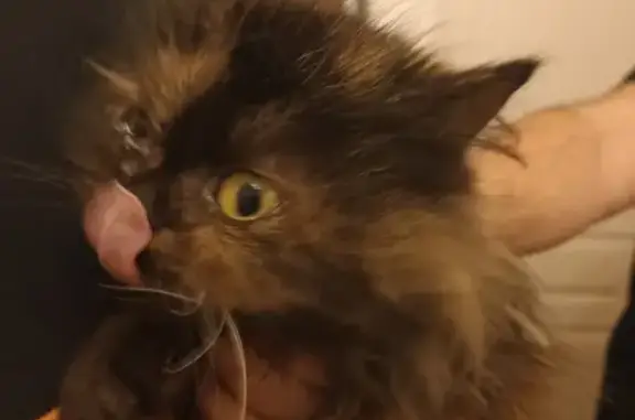 Chat Persan maigre trouvé à Ligné - photo