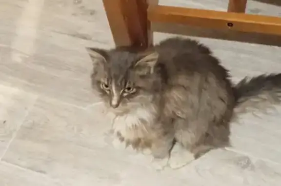 Chatte grise et blanche trouvée - photo