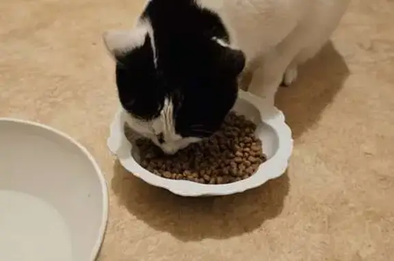 Chat blanc tacheté trouvé à Bessines - photo