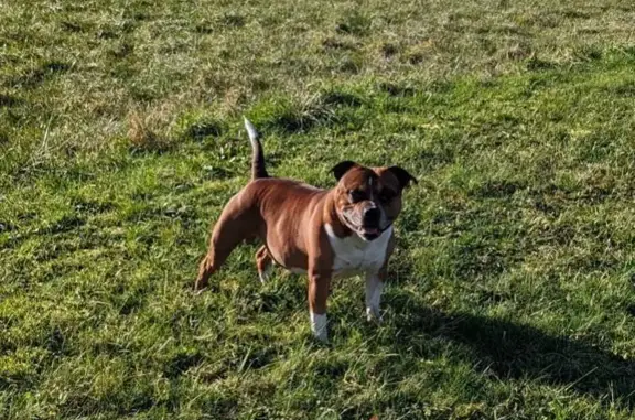 Chien perdu , photo : Staffie Caramel Perdu à Domats