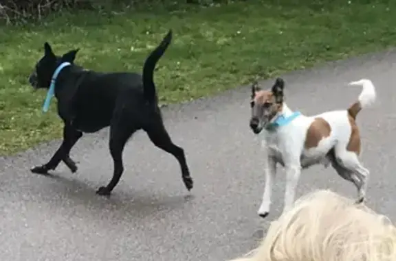 Animaux perdus , photo: Alerte: Fox Terrier Boiteux Perdu