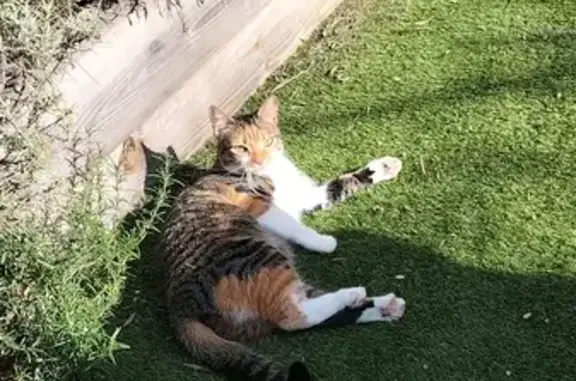 Animaux perdus Aix-en-Provence, photo: Chat tricolore perdu à Aix-en-Pce