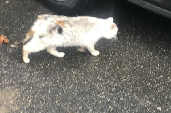 Chat malade trouvé à Trévoux - photo