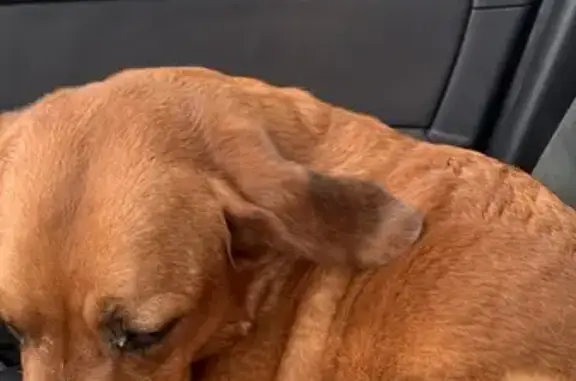Chienne perdue retrouvée saine - photo
