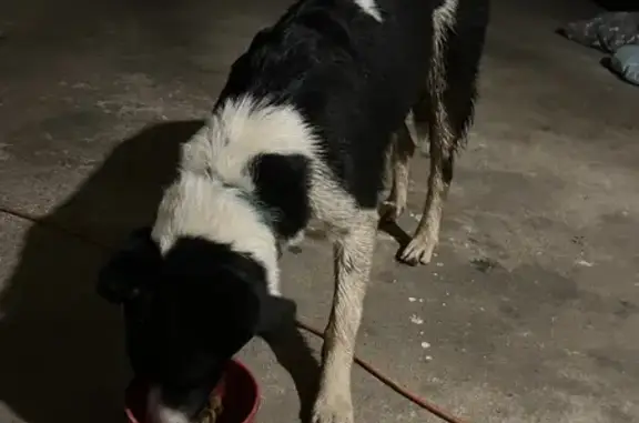 Chien trouvé Torcy-le-Grand, photo: Chien tacheté et noir perdu à Torcy