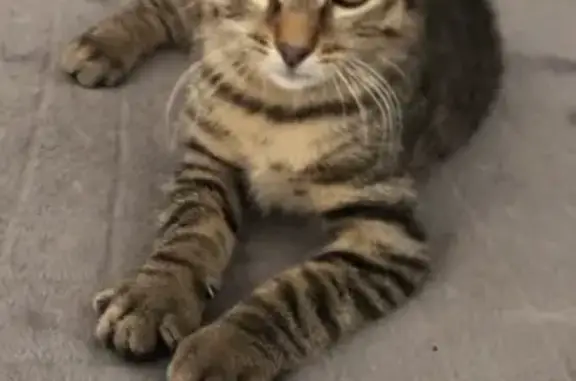 Chat perdu, Aurillac, photo: Chat tigré perdu à Aurillac