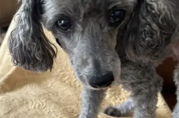 Lost Grey Poodle in Merri-bek - Help Find Her!