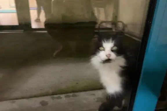 Chat maigre trouvé à Guimiliau - photo