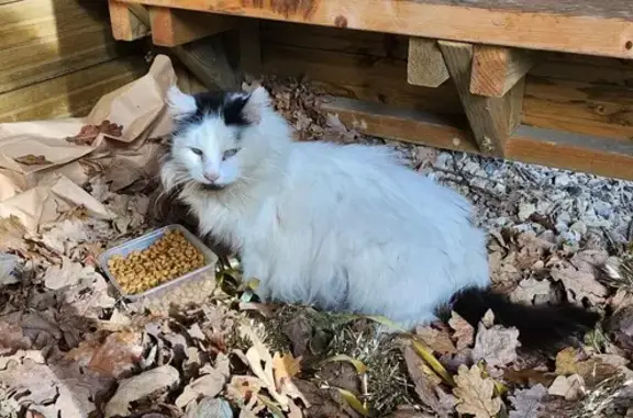 Chatte gestante trouvée à Saint-Léger - photo