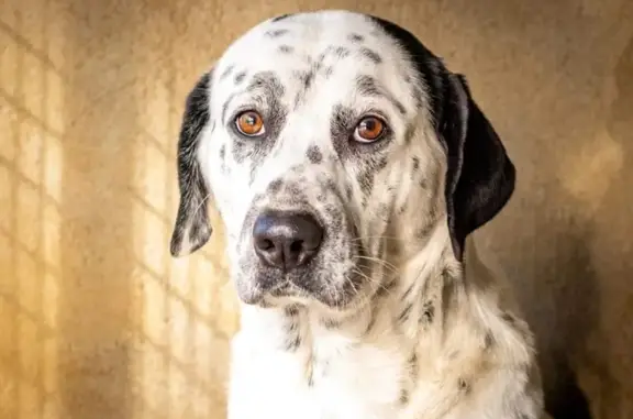 Chien perdu , photo : Chien TENGO perdu - Setter croisé