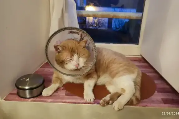 Chat crème blessé trouvé à Valeo - photo
