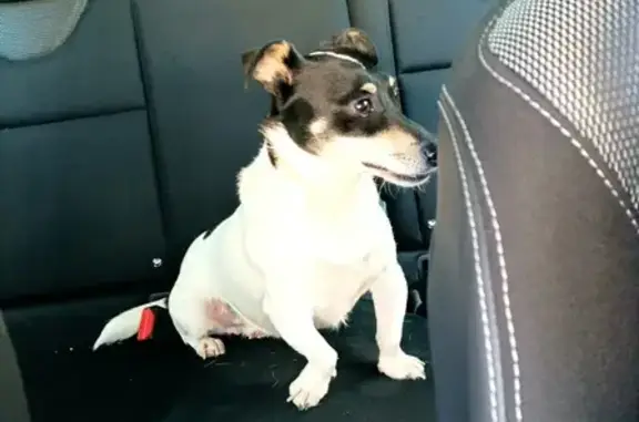 Chien Jack Russel retrouvé - photo