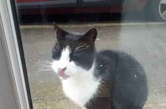 Chat trouvé Le Mans, photo: Chat noir et blanc perdu au Mans