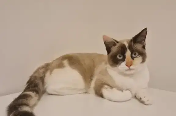 Animaux perdus Bourguébus, photo: Chat Ragdoll perdu - Cicatrice