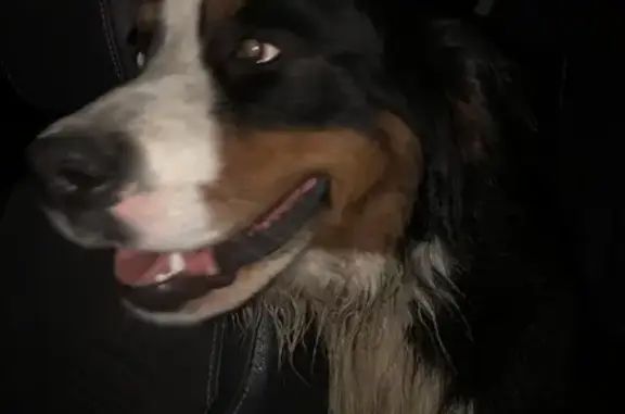 Chien trouvé Avignon, photo: Chiens perdus à Avignon récupérés