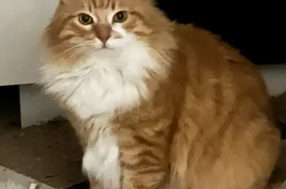 Chat perdu, Toulouse, photo: Chat roux perdu - Récompense