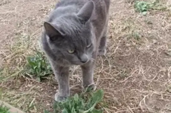 Animaux perdus Antibes, photo: Heulo, chat craintif perdu