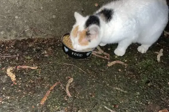 Chaton perdu près de la forêt - photo