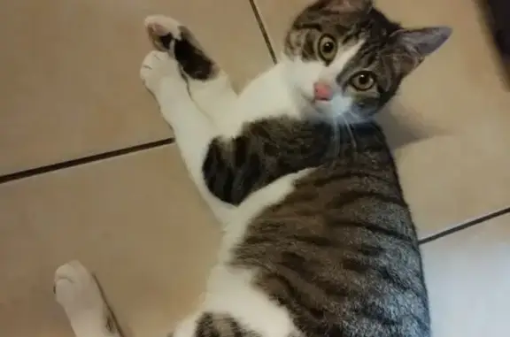 Chatte trouvée à Pont-de-Vaux - photo