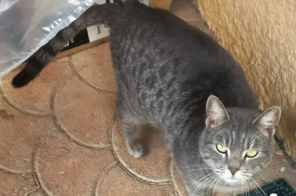 Chat gris tigré trouvé à Prévessin - photo