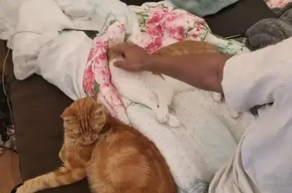 Animaux perdus Bordeaux, photo: Chat roux maigre perdu à Bordeaux