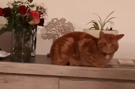 Chat roux affectueux trouvé - photo