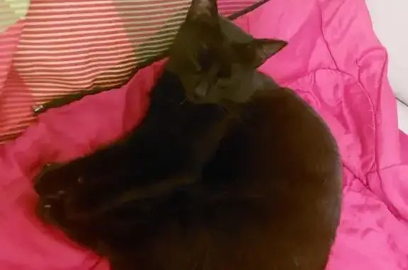 Chat perdu, , photo: Chatte Happy noire disparue