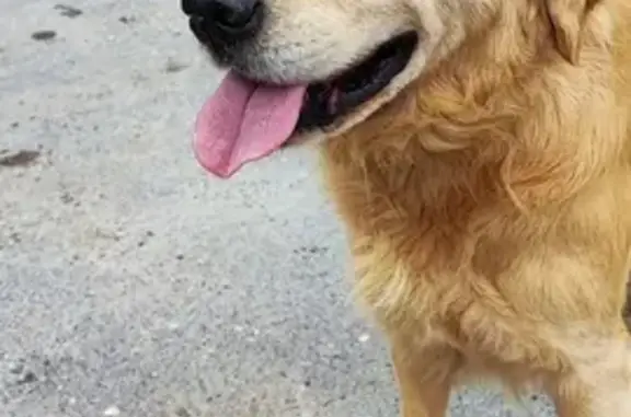 Animaux trouvés Les Mureaux, photo: Golden Retriever Perdu, Les Mureaux